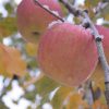 長野県安曇野のリンゴ農園に見学に行ってきた。